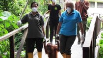 Meet the Orangutans - Episode 5 - Dealing with Stubbornness and Illness