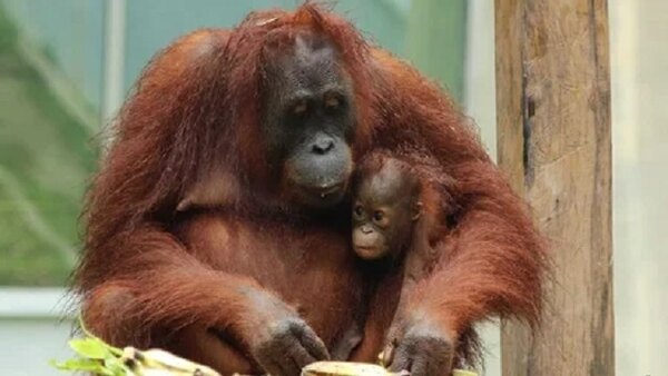 Meet the Orangutans - S01E08 - Baby Boom