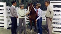 The Adventures of Ozzie & Harriet - Episode 11 - The Equestrians