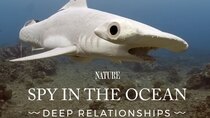 Nature - Episode 4 - Spy in the Ocean: Deep Relationships