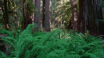 Outside Beyond the Lens - Episode 3 - California North Coast Redwoods