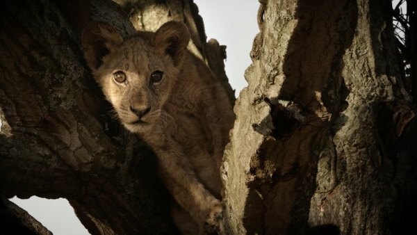 Big Cat Weekend - S01E06 - Tree Climbing Lions
