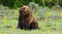 Nature - Episode 15 - Grizzly 399: Queen of the Tetons