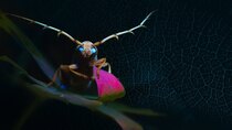 BBC Documentaries - Episode 69 - Mysterious Origins of Insects