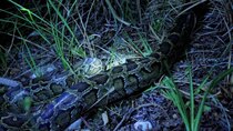 Swamp People: Serpent Invasion - Episode 14 - Heat Is On