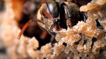 Deep Look - Episode 7 - Stingless Bees Guard Tasty Honey With Barricades, Bouncers and...