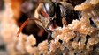Stingless Bees Guard Tasty Honey With Barricades, Bouncers and Bites