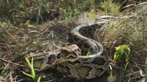 Swamp People: Serpent Invasion - Episode 16 - Full Speed Ahead
