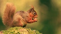 BBC Documentaries - Episode 68 - Cumbria's Red Squirrels