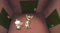 Pinky and the Brain - Episode 12 - The Maze