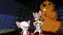Pinky and the Brain - Episode 1 - Leave It to Beavers