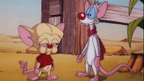 Pinky and the Brain - Episode 37 - The Megalomaniacal Adventures of Brainie the Poo