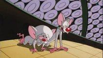Pinky and the Brain - Episode 1 - Brainwashed (1): Brain, Brain, Go Away