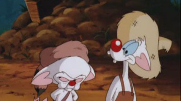download star warners pinky and the brain