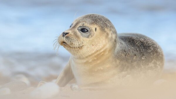 Springwatch Season 2025 Episode 6