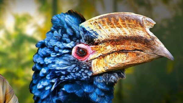 Bizarre Beasts Season 2025 Episode 8