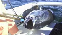 Wicked Tuna - Episode 4 - Size Matters