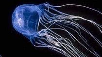 Wild Things with Dominic Monaghan - Episode 6 - Box Jellyfish