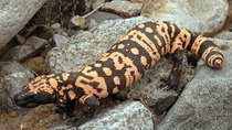 Wild Things with Dominic Monaghan - Episode 8 - The Gila Monster