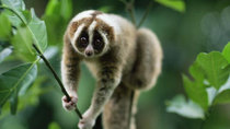 Wild Things with Dominic Monaghan - Episode 10 - The Slow Loris