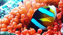Natural World - Episode 7 - Wild Indonesia: Underwater Worlds