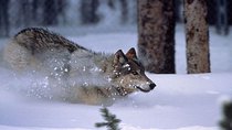 Natural World - Episode 10 - The Wolf's Return
