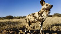 Natural World - Episode 16 - The Story of an African Wild Dog