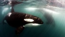 Natural World - Episode 6 - Killer Whales: Up Close and Personal