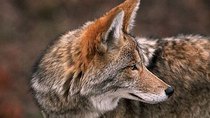Natural World - Episode 15 - Coyote: the Ultimate Survivor?