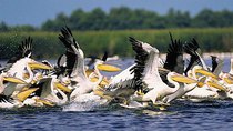 Natural World - Episode 17 - Danube Delta: Europe Untamed