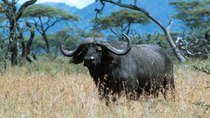 Natural World - Episode 18 - Buffalo: The African Boss