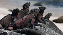 Natural World - Episode 11 - The Dragons of Galapagos