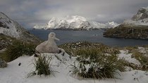 Natural World - Episode 1 - South Georgia: an Island All Alone