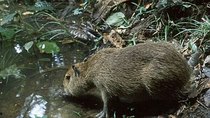Natural World - Episode 2 - Capybara: Swamp Hogs