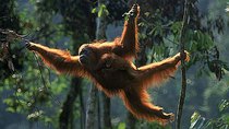 Natural World - Episode 5 - Orangutans: the High Society