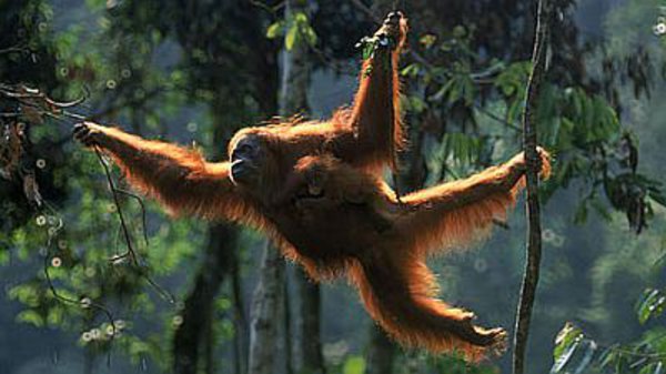 Natural World - S17E05 - Orangutans: the High Society