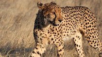 Natural World - Episode 10 - Cheetahs in a Hot Spot