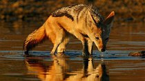 Natural World - Episode 12 - Year of the Jackal