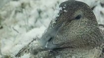 Natural World - Episode 14 - Tough Ducks