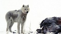 Natural World - Episode 8 - Wolves and Buffalo: an Ancient Alliance