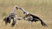 Natural World - Episode 12 - Wings Over the Serengeti