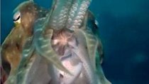 NOVA - Episode 3 - Cuttlefish: Kings of Camouflage