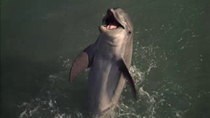 Flipper - Episode 3 - Dolphin in Pursuit (2)