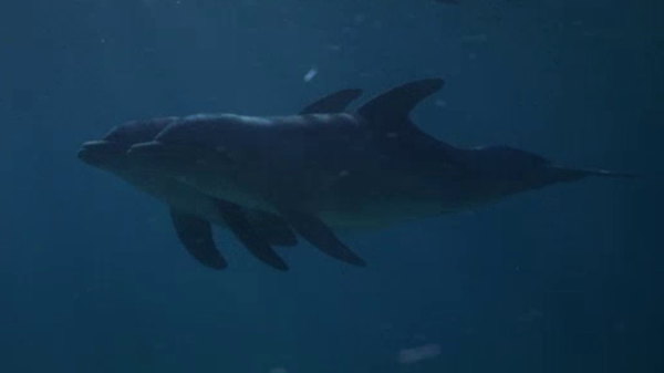 Flipper - S02E29 - Dolphin Love (1)