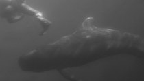 Sea Hunt - Episode 11 - Killer Whale