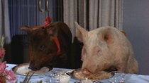 Green Acres - Episode 23 - A Pig in a Poke