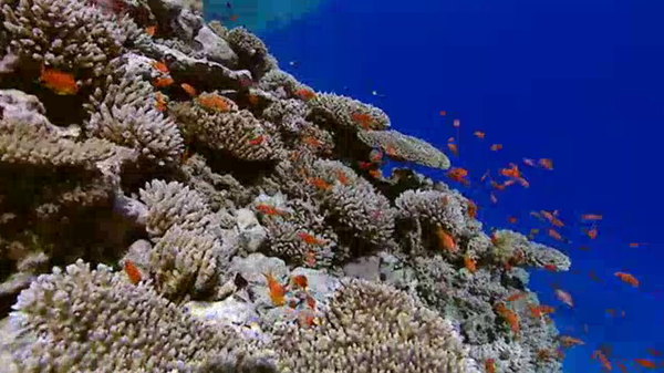 The Blue Planet - S01E06 - Coral Seas