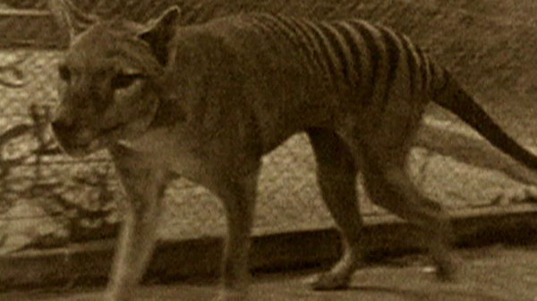 Lost Animals of the 20th Century Season 1 Episode 1