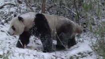 Wild China - Episode 5 - Land of the Panda