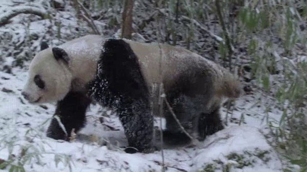 Wild China - S01E05 - Land of the Panda